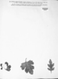 Oidium chrysanthemi image